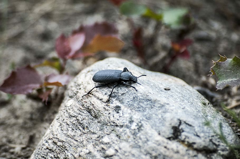 error, escarabat, rock, naturalesa, insecte, animal, volar, vida salvatge, negre, plaga, marieta, salvatge, macro, petit, natural, estiu, antena, indígenes, nadiu, cultura, a l'aire lliure, núvol, medi ambient, ambiental, sostenibilitat, protecció, protegir, un animal, temes d'animals, animals a la natura, fauna animal, centrar-se en primer pla, cap gent, invertebrat, primer pla, dia, enfocament selectiu, arbre, textura, planta, sòlid, 2K