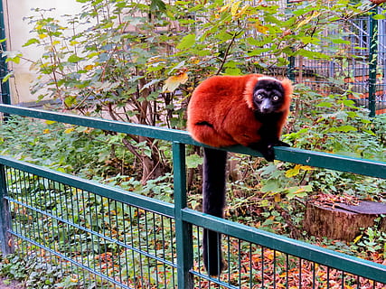 zvířat, primátů, červené vari, lemur, zoo, zvíře, jednoho zvířete, zvířata ve volné přírodě, savec, primát, obratlovců, nikdo, rostlina, strom, den, zábradlí, opice, Příroda, venku, při pohledu na fotoaparát, list, portrét, rostlinné části, 4K, CC0, veřejná doména, bez autorských práv