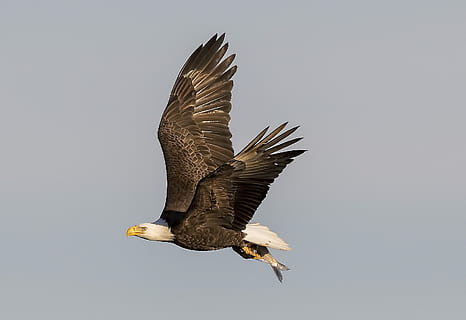 volo dell'aquila calva, Calvo, aquila, volante, mezz'aria, Marrone, uccello, preda, uccello rapace, animale, fauna selvatica, animali allo stato selvatico, temi animali, vertebrato, aquila calva, un animale, aquila - uccello, parte del corpo animale, maestoso, nessuno, bellezza nella natura, movimento, natura, ali spiegate, copia spazio, ala animale, 2K, CC0, dominio pubblico, privo di copyright