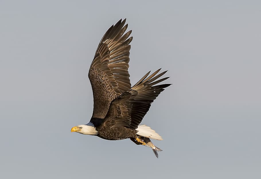 volant d’àguila calba, calb, àguila, volant, a l'aire, marró, ocell, presa, rapinyaire, animal, fauna animal, animals a la natura, temes d'animals, vertebrats, àguila calba, un animal, àguila - ocell, part del cos dels animals, majestuós, cap gent, bellesa a la natura, moviment, naturalesa, ales separades, còpia espai, ala dels animals, 2K