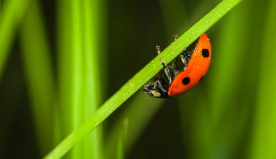 insetto, foglio, nessuno, natura, pianta, scarafaggio, coccinella, macro, fauna selvatica, temi animali, animale, invertebrato, un animale, animali allo stato selvatico, colore verde, avvicinamento, erba, concentrarsi sulle conoscenze acquisite, rosso, filo d'erba, giorno, macchiato, all'aperto, piccolo, 4K, CC0, dominio pubblico, privo di copyright