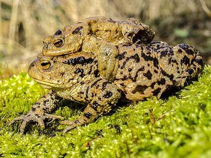 gripau comú, amfibis, naturalesa, gripau, animal, rèptil, fauna animal, animals a la natura, un animal, temes d'animals, vertebrats, herba, planta, primer pla, cap gent, amfibi, dia, granota, part del cos dels animals, enfocament selectiu, a l'aire lliure, color verd, cocodril, ull d’animals, escala d’animals, 4K, CC0, domini públic, lliure de regalies
