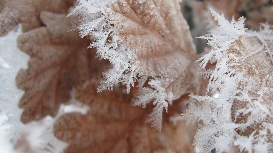 Frost, Winter, Blatt, Kristall, kalt, swnow, Flocken, Nahansicht, Tag, drinnen, Zerbrechlichkeit, Schnee, kalte Temperatur, gefroren, Eis, keine Leute, Natur, weiße Farbe, Pflanze, Schönheit in der Natur, selektiver Fokus, Baum, Fokus auf den Vordergrund, Pflanzenteil, Ruhe, Kiefer, Nadelbaum, warme Kleidung, 2K