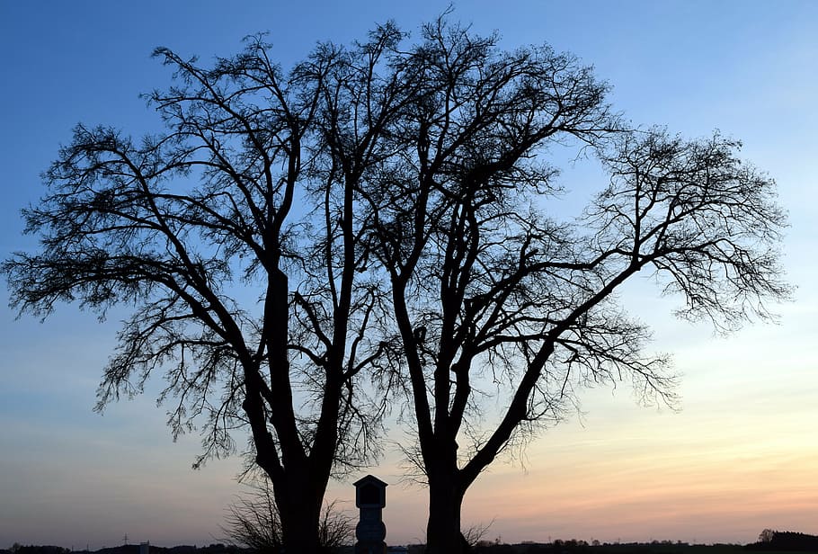 albero, inverno, Kahl, tramonto, croce di campo, sera, umore, ultimi bagliori, bellissimo, cielo, fede, religione, Baviera, Germania, rurale, protezione, per l'amor di Dio, tranquillo, calmo, ombra, corona, alberi d'inverno, silhouette, Paesaggi, natura, all'aperto, albero nudo, blu, bellezza nella natura, pianta, scenics - natura, la tranquillità, ramo, crescita, scena tranquilla, nessuno, scena non urbana, idilliaco, nuvola - cielo, tronco d'albero, colore arancione, 5K