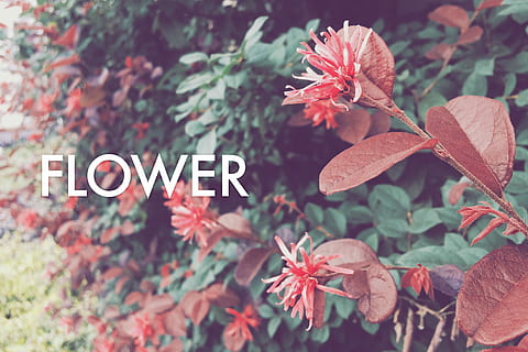 rood, cluster bloemplant, TROS, bloem, fabriek, herfst, blad, natuur, seizoen, achtergronden, multi gekleurd, tekst, dag, geen mensen, detailopname, deel van de plant, groei, bloeiende plant, westers schrift, versheid, communicatie, schoonheid in de natuur, bloemblad, kwetsbaarheid, breekbaarheid, buitenshuis, focus op de voorgrond, bloemhoofd, 1080P, CC0, publiek domein, royaltyvrij