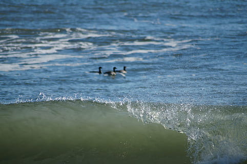 vague, océan, mer, plage, des oiseaux, eau, Atlantic City, mouette, sport, mouvement, sport aquatique, terre, beauté dans la nature, surfant, journée, la nature, Vrais gens, personnes, modes de vie, Activité de loisir, aventure, Hommes, paysages - nature, compétence, en plein air, 1080P, CC0, domaine public, libre de droits