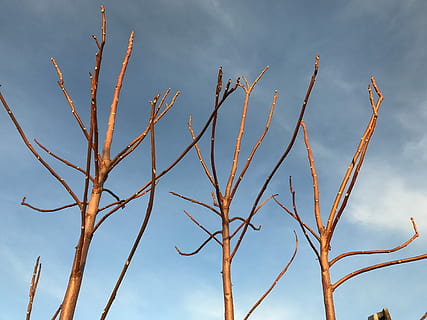 branques, fulls, hivern, arbre, cel, sense llençols, kahl, naturalesa, planta, dia, creixement, bellesa a la natura, vista d’angle baix, núvol - cel, cap gent, tranquil·litat, branca, a l'aire lliure, primer pla, llum solar, nua, blau, arbre nu, tija de la planta, 4K, CC0, domini públic, lliure de regalies