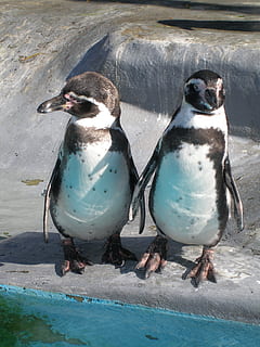 dos pingüins blancs, pingüins, animals, ocells, temes d'animals, animal, ocell, pingüí, grup d’animals, vertebrats, animals a la natura, fauna animal, dos animals, cap gent, naturalesa, dia, a l'aire lliure, longitud completa, posat, primer pla, vista d’angle alt, llum solar, bec, 2K, CC0, domini públic, lliure de regalies