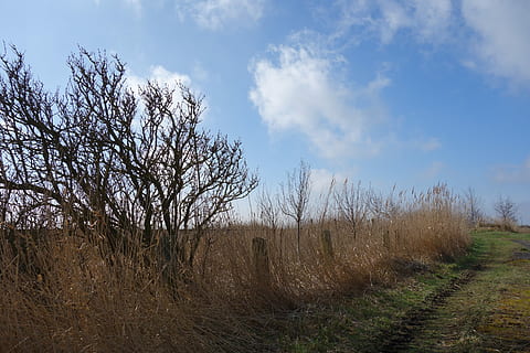 Landschaft, Baum, Wegeseite, Himmel, Fahrbahn, kahl, Feld, ländliche Szene, Landwirtschaft, kahler Baum, Bauernhof, Pflanze, Land, Ruhe, wolke - himmel, Natur, ruhige Szene, Umgebung, Szenen - Natur, keine Leute, Nicht-städtische Szene, Gras, Tag, Schönheit in der Natur, draußen, Fernbedienung, 5K, CC0, gemeinfrei, lizenzfrei