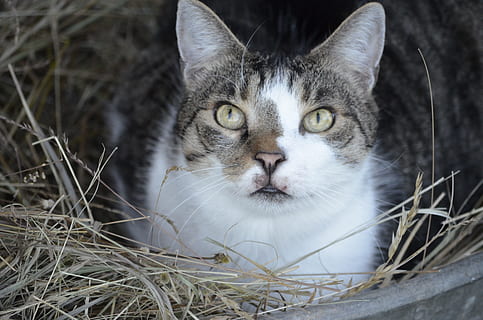 sommer, seng, halm seng, kat, natur, dyr, dyre temaer, et dyr, kæledyr, indenlandske kat, indenlandske, pattedyr, feline, hvirveldyr, husdyr, kigger på kameraet, portræt, plante, tæt på, ingen mennesker, dyr kropsdel, bakkenbart, dyr hoved, dag, dyr øje, gule øjne, 4K, CC0, offentligt domæne, royaltyfrie