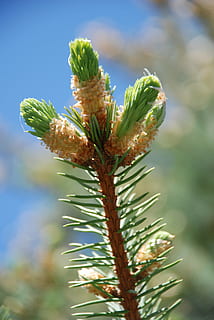 Frühling, Fichte, Puck, der Puck, Pflanze, keine Leute, Natur, Tag, grüne Farbe, Fokus auf den Vordergrund, Wachstum, Schönheit in der Natur, Nahansicht, blühende Pflanze, Blume, Frische, Zerbrechlichkeit, Verletzlichkeit, draußen, Pflanzenstamm, selektiver Fokus, Sonnenlicht, Knospe, Botanik, Blütenkopf, Kelchblatt, Nadelbaum, 4K, CC0, gemeinfrei, lizenzfrei