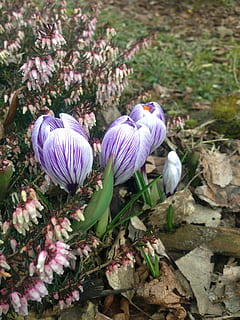 krokus, forår, lyng, blomstrende plante, blomst, plante, friskhed, sårbarhed, skrøbelighed, skønhed i naturen, vækst, natur, kronblad, lilla, Mark, ingen mennesker, dag, tæt på, jord, høj vinkel visning, blomsterhoved, blomsterstand, iris, udendørs, 2K, CC0, offentligt domæne, royaltyfrie