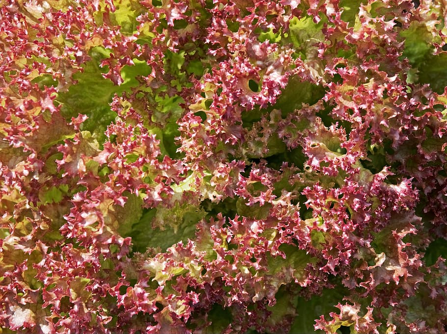salat, blad, blade, frisk, rød, sund og rask, slankende, vitaminer, krøllet, plisseret, fraktal, kost, blomst, plante, lyserød farve, dag, ingen mennesker, natur, blomstrende plante, friskhed, skønhed i naturen, vækst, skrøbelighed, sårbarhed, fuld ramme, baggrunde, udendørs, tæt på, overflod, blomsterhoved, høj vinkel visning, blomsterstand, lilla, flok blomster, 4K