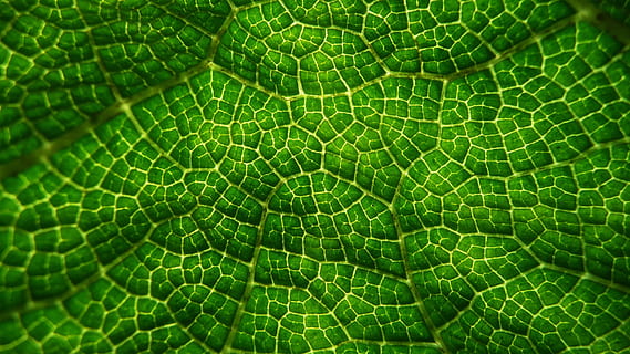 zelená kůže, zelenina, list, makro, vzory, zblízka, listy, listnatý, Pozadí, rostlin, Jasný, barvitý, abstrakty, Příroda, zelená barva, detail, rostlina, svěžest, vzor, texturou, letní, životní prostředí, abstraktní, celý rám, rostlinné části, krása v přírodě, nikdo, přírodní vzor, den, listová žíla, venku, růst, extrémní detail, 2K, CC0, veřejná doména, bez autorských práv