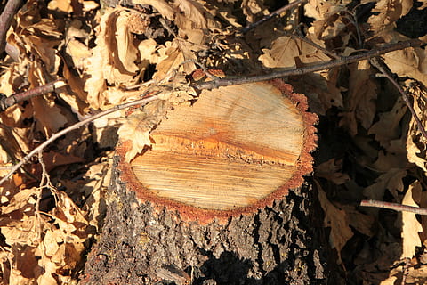 schors, karbonade, besnoeiing, Bos, vers, stomp, boom, verwarming, bossen, industrieën, natuur, hout - materiaal, dag, hout, ontbossing, geen mensen, logboek, detailopname, getextureerde, bruin, boomstronk, boomstam, buitenshuis, land-, fabriek, volledig kader, bladeren, boomring, 4K, CC0, publiek domein, royaltyvrij