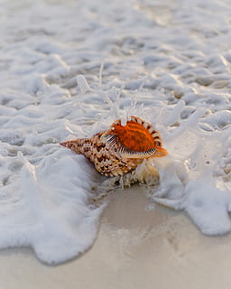 maro, negru, scoică, conch pe malul marii, animale tematice, animale sălbatice, un animal, animale în sălbăticie, animal, nisip, teren, natură, zi, nevertebrat, mare, nici o persoana, plajă, a închide, apă, vedere în unghi mare, selectiv, frumusețe în natură, insectă, în aer liber, marin, 4K, CC0, domeniu public, fără drepturi de autor
