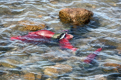 peix, salmó, chum, frau, spawn, un ramat de, yama, recés, platja, depredador, aigua, vista d’angle alt, vermell, naturalesa, dia, davant del mar, cap gent, animals a la natura, fauna animal, a l'aire lliure, animal, temes d'animals, llac, primer pla, ondulat, menjar i beguda, sòlid, flotant a l'aigua, 1080P, CC0, domini públic, lliure de regalies