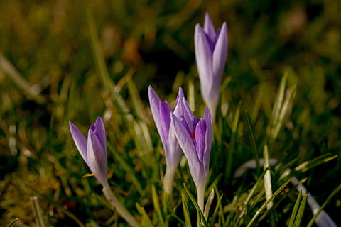 primavera, safrà, flors, violeta, primavera, safrà, prada de primavera, porpra, signes de la primavera, flor de primavera, prat, jardí, febre de primavera, bühen, flor, florir, planta, naturalesa, primer pla, color verd, bellesa a la natura, a l'aire lliure, cap de flor, full, pètal, herba, macro, estiu, frescor, temporada, creixement, planta amb flors, vulnerabilitat, fragilitat, iris, inflorescència, cap gent, centrar-se en primer pla, camp, dia, pol·len, 2K, CC0, domini públic, lliure de regalies