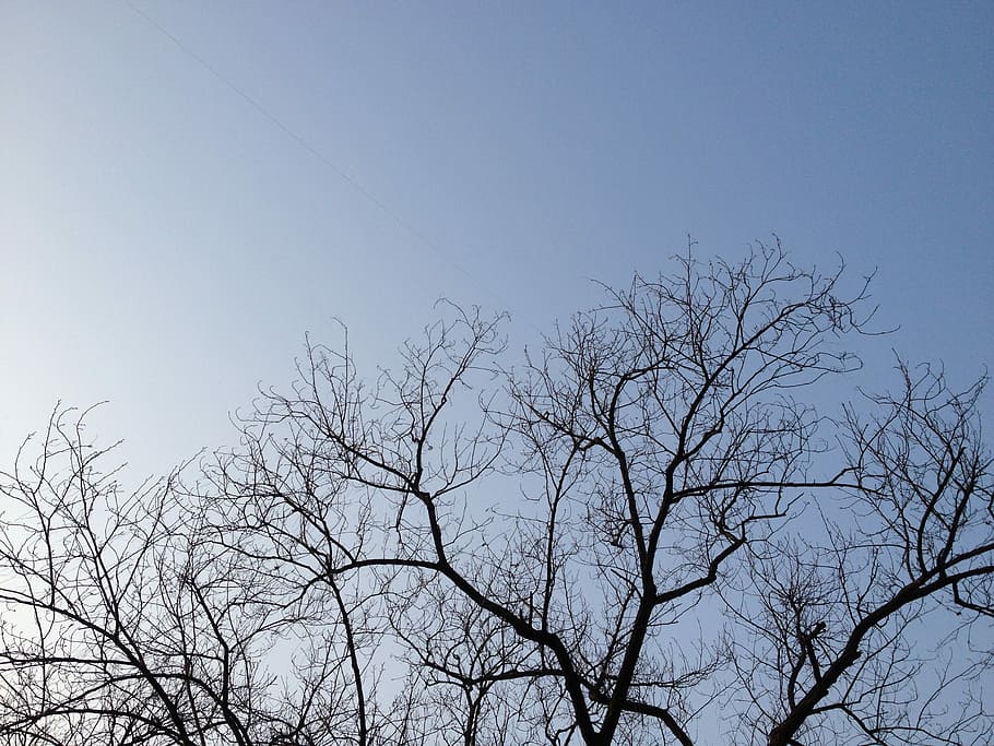 Himmel, Schatten, Ast, Winter, drei, Himmel, Schatten, Silhouette, kahler Baum, Natur, Baum, klarer Himmel, draußen, Flachwinkelansicht, Pflanze, keine Leute, Schönheit in der Natur, Tag, Ruhe, Blau, Szenen - Natur, Gruppe von Tieren, kopieren sie platz, Wachstum, ruhige Szene, Baumkrone, Vogelschwarm, 2K