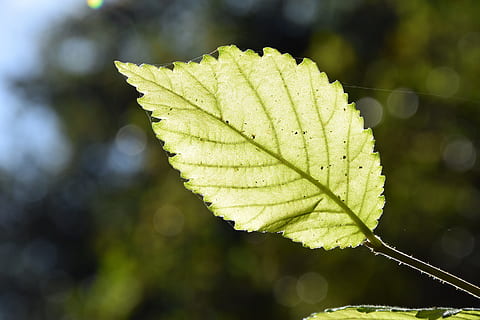 foglia, albero, natura, verde, autunno, macro, albero verde, sole, luce del sole, Accendi, parte vegetale, pianta, concentrarsi sulle conoscenze acquisite, avvicinamento, giorno, colore verde, crescita, nessuno, bellezza nella natura, vena fogliare, all'aperto, modificare, soleggiato, vulnerabilità, ramo, le foglie, condizione naturale, 5K, CC0, dominio pubblico, privo di copyright
