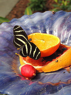 taronja, papallona, insecte, ala, vida salvatge, error, brillant, petit, delicada, fràgil, colorit, antenes, Proboscis, capoll, tòrax, salvatge, entomologia, metamorfosi, a l'aire lliure, la vida, naturalesa, invertebrat, fruita, sucós, menjar, madur, saludable, fresc, dieta, vegetarià, natural, orgànic, deliciós, nutrició, salut, ingredient, saborós, agricultura, crua, nutritiu, fauna animal, animals a la natura, un animal, animal, temes d'animals, ala dels animals, papallona - insecte, primer pla, cap gent, bellesa a la natura, dia, color taronja, marques d’animals, centrar-se en primer pla, flor, 4K, CC0, domini públic, lliure de regalies