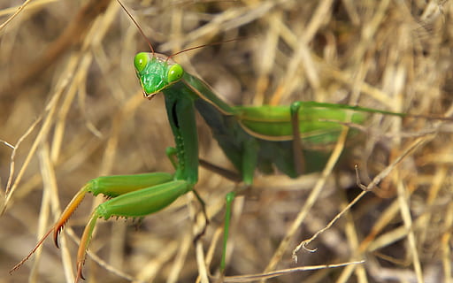 makro fotografie, zelená, modlí se, mantis, Příroda, hmyz, makro, predateur, zelená barva, zvířat, zvíře, zvířata ve volné přírodě, rostlina, bezobratlý, jednoho zvířete, detail, tráva, den, nikdo, kudlanka nábožná, selektivní zaměření, list, rostlinné části, venku, zaměřit se na popředí, stéblo trávy, 2K, CC0, veřejná doména, bez autorských práv