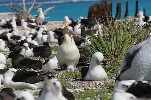 grond, nesting, tailed, kort, albatros, vogelstand, dieren, fauna, vogel, dier, dierlijke thema's, groep dieren, dieren in het wild, dierenleven, gewerveld, geen mensen, natuur, water, selectieve aandacht, grote groep dieren, dag, witte kleur, zee, solide, strand, jong dier, buitenshuis, fabriek, zwerm vogels, 1080P, CC0, publiek domein, royaltyvrij
