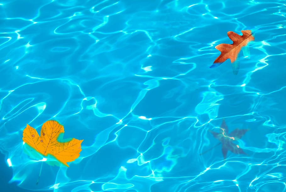 Due, secco, foglia di acero, nuoto, piscina, le foglie, caduta delle foglie, colori autunnali, foglia, autunno, foglie d'autunno, sfondo, sfondo autunnale, lascia sfondo, autum, stagione, fogliame autunnale, acqua, transitorietà della natura, rosso, giallo, bagnato, riflessi, foglie di piscina, foglie bagnate, lascia la piscina, lascia acqua, foglie d'acqua, foglia d'acqua, acqua fogliare, foglia di piscina, pool di foglie, giorno, all'aperto, natura, blu, vista dall'alto, mare, nessuno, temi animali, lungomare, animale, galleggiante, increspato, subacqueo, fauna selvatica, galleggia sull'acqua, marino, color turchese, 1080P