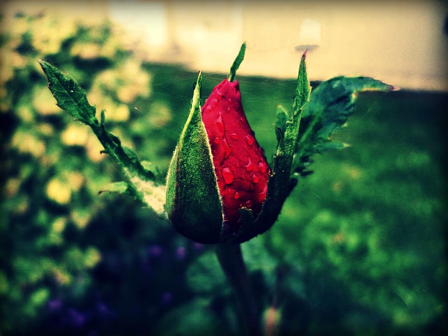 rosa, rosso, rosso, web, giardino, germoglio, rosa, rosso, web, avvicinamento, nessuno, natura, concentrarsi sulle conoscenze acquisite, fiore, pianta, crescita, freschezza, bellezza nella natura, giorno, frutta, fragilità, vulnerabilità, pianta fiorita, all'aperto, cibo e bevande, colore verde, messa a fuoco selettiva, cibo, sepalo, 4K