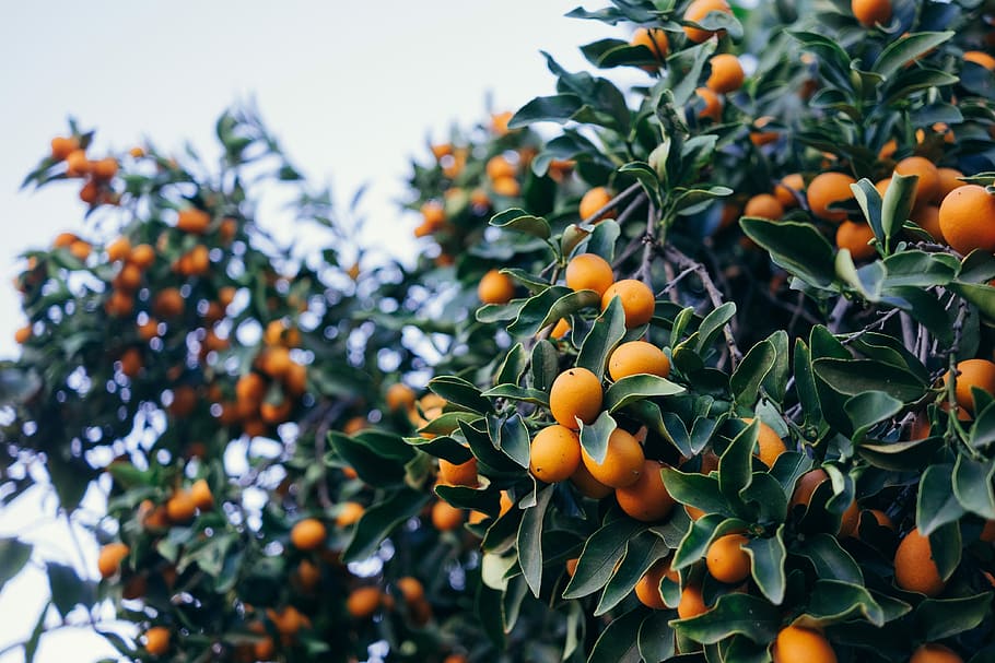 a închide, fotografie, portocale, fructe, rotund fructe portocalii, fruct, copac, cer, natură, alimente, creştere, mancare si bautura, mâncat sănătos, culoare portocalie, prospeţime, plantă, frunze, parte a plantelor, portocal, pomi fructiferi, fruct citric, zi, nici o persoana, Culoarea verde, bunăstare, frumusețe în natură, în aer liber, copt, rowanberry, 4K