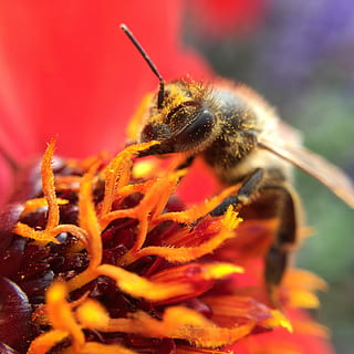 rot, Biene, Arbeit, Sommer-, Blume, bunt, hell, Garten, Honig, Makro, wild, Auge, großartig, blühen, Biologie, Pollen, ein Tier, Insekt, Tiere in freier Wildbahn, Tierthemen, Nahansicht, Tierwelt, Natur, keine Leute, Tier, blühende Pflanze, wirbellos, Schönheit in der Natur, Blütenblatt, Zerbrechlichkeit, Pflanze, Verletzlichkeit, Frische, Blütenkopf, Bestäubung, 1080P, CC0, gemeinfrei, lizenzfrei