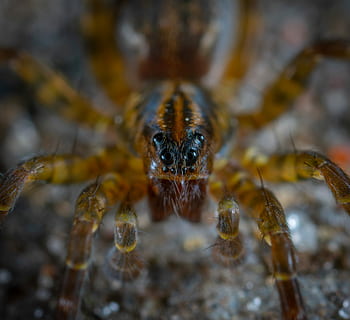 แมงมุม, arachnids, แมโคร, สัตว์ป่า, ธีมสัตว์, สัตว์หนึ่งตัว, สัตว์ในป่า, สัตว์, แมลงจำพวกแมลงมุม, สัตว์ที่ไม่มีกระดูกสันหลัง, ใกล้ชิด, arthropod, แมลง, กระโดดแมงมุม, เลือกโฟกัส, ไม่มีคน, วัน, ส่วนของร่างกายสัตว์, สัตววิทยา, ธรรมชาติ, กลางแจ้ง, ขาสัตว์, ตาสัตว์, เรือเดินทะเล, 4K, CC0, โดเมนสาธารณะ, ค่าลิขสิทธิ์ฟรี