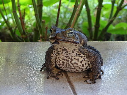 rana, macchie, occhio, un animale, fauna selvatica, temi animali, animali allo stato selvatico, giorno, nessuno, animale, vertebrato, concentrarsi sulle conoscenze acquisite, avvicinamento, anfibio, natura, pianta, ritratto, albero, uccello, all'aperto, rettile, 2K, CC0, dominio pubblico, privo di copyright