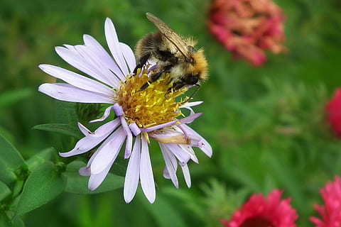 floare, Aster, albină, insectă, natură, plantă, un animal, fragilitate, planta cu flori, animale tematice, frumusețe în natură, petală, vulnerabilitate, nevertebrat, prospeţime, animal, animale în sălbăticie, animale sălbatice, cap de floare, creştere, a închide, inflorescenţă, polenizare, nici o persoana, polen, bondar, Violet, 1080P, CC0, domeniu public, fără drepturi de autor