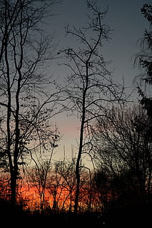 trees, tree trunks, sunset, afterglow, evening sky, clouds, sky, abendstimmung, reddish, tree, silhouette, plant, bare tree, beauty in nature, tranquility, scenics - nature, tranquil scene, no people, branch, nature, non-urban scene, land, outdoors, orange color, idyllic, environment, field, 5K, CC0, public domain, royalty free