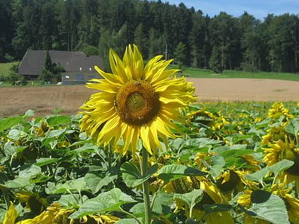 sol, sol, flor de sol, sobresortir, sol, flor, groc, fragilitat, camp, naturalesa, creixement, planta, planta amb flors, frescor, bellesa a la natura, cap de flor, pètal, vulnerabilitat, gira-sol, inflorescència, primer pla, terra, part de la planta, full, dia, cap gent, pol·len, a l'aire lliure, 2K, CC0, domini públic, lliure de regalies