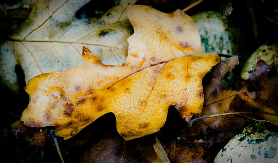 autunno, Forrest, foglia, inverno, giallo, parte vegetale, avvicinamento, natura, modificare, nessuno, bellezza nella natura, asciutto, le foglie, giorno, all'aperto, acqua, vista dall'alto, fragilità, vulnerabilità, animale, vena fogliare, foglia di acero, 4K, CC0, dominio pubblico, privo di copyright