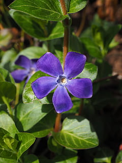 bígaro, flor, florir, porpra, violeta, vinca, hivernacle de regal per a gossos, apocynaceae, petita bígva, vinca menor, coberta de terra, tòxics, semi arbust, chamaephyte, submarí rastrero, flor de con, pètals, corolla, carpelos, planta, planta amb flors, frescor, creixement, bellesa a la natura, fragilitat, vulnerabilitat, part de la planta, pètal, full, cap de flor, inflorescència, primer pla, naturalesa, cap gent, dia, centrar-se en primer pla, color verd, 4K, CC0, domini públic, lliure de regalies