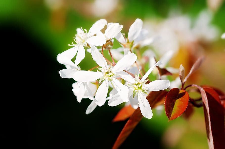 Blumen, Weiß, Frühling, Baum, Zierbaum, Garten, Natur, schließen, Blume, Nahansicht, keine Leute, Pflanze, Zerbrechlichkeit, blühende Pflanze, Frische, Verletzlichkeit, Schönheit in der Natur, Blütenblatt, Wachstum, Blütenstand, weiße Farbe, Blütenkopf, Fokus auf den Vordergrund, blühen, Tag, draußen, Pollen, 4K