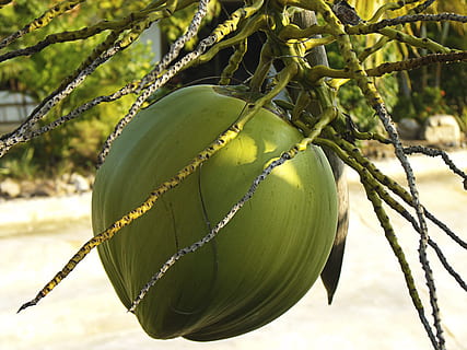 coco verd, arbre de coco, tancar, coco, color verd, fruita, cap gent, arbre, agricultura, primer pla, creixement, centrar-se en primer pla, planta, menjar i beguda, full, menjar, part de la planta, naturalesa, alimentació saludable, dia, bellesa a la natura, frescor, llum solar, a l'aire lliure, benestar, fulles, 2K, CC0, domini públic, lliure de regalies
