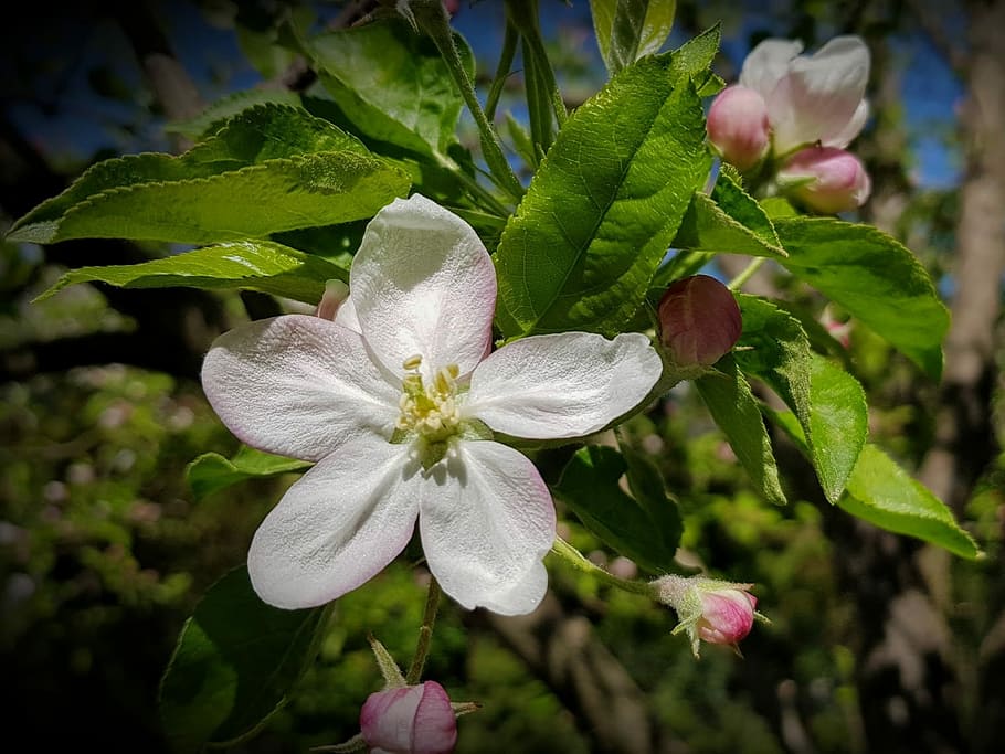 epletre, blomst, blomstring, tre, hage, vår, rosa blomst, hvit blomst, epler, anlegg, blomstrende plante, vekst, friskhet, skjørhet, sårbarhet, skjønnhet i naturen, petal, nærbilde, inflorescence, blomsterhodet, fokusere på forgrunnen, hvit farge, blad, plante del, natur, ingen folk, pollen, dag, våren, 1080P