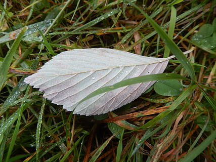 foglia, pre, natura, crescita, pianta, bellezza nella natura, parte vegetale, colore verde, far cadere, terra, avvicinamento, bagnato, nessuno, giorno, campo, erba, freschezza, vulnerabilità, concentrarsi sulle conoscenze acquisite, acqua, all'aperto, rugiada, pioggia, goccia di pioggia, testa di fiore, filo d'erba, 4K, CC0, dominio pubblico, privo di copyright