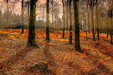 Mann, Augenansicht, kahl, Bäume, Herbst, Wald, Baum, Blatt, Natur, Jahreszeit, Sonnenstrahl, Nebel, Morgennebel, Dunst, Blätter, Orange, Grün, braun, Sonne, Stimmung, Atmosphäre, Landschaft, Land, Pflanze, Baumstamm, Kofferraum, Schönheit in der Natur, Nicht-städtische Szene, Ruhe, Szenen - Natur, ruhige Szene, Umgebung, idyllisch, Pflanzenteil, Veränderung, keine Leute, draußen, Kiefernwald, Herbstkollektion, 5K, CC0, gemeinfrei, lizenzfrei