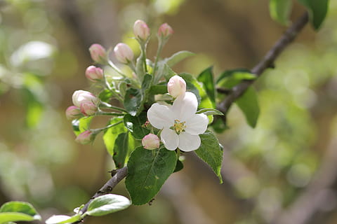forår, æbletræ, flor, blomster, natur, blomstrende æbletræ, Æbleblomst, æbleblomst, havearbejde, have, træ, knopperne, æble, afdeling, æbleblomster, levende natur, blomst, plante, blomstrende plante, skønhed i naturen, vækst, friskhed, skrøbelighed, tæt på, sårbarhed, fokus på forgrunden, blomstre, kronblad, dag, ingen mennesker, hvid farve, frugt træ, udendørs, blomsterhoved, kirsebær blomst, Kirsebærtræ, 5K, CC0, offentligt domæne, royaltyfrie