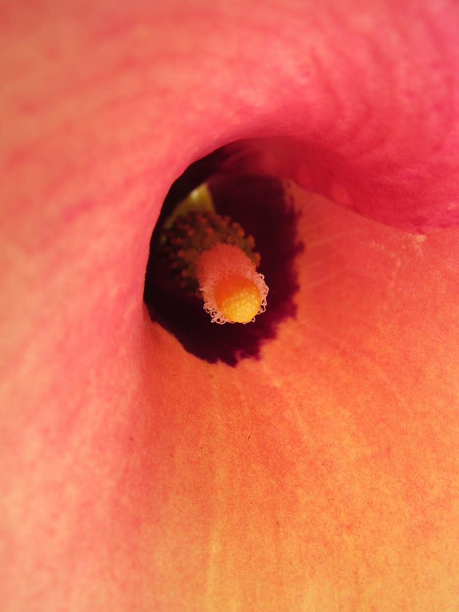 calla, květ, makro, Červené, oranžový, detail, extrémní detail, nikdo, celý rám, svěžest, kvetoucí rostlina, okvětní lístek, krása v přírodě, rostlina, pyl, pozadí, oranžová barva, křehkost, zranitelnost, Příroda, růst, selektivní zaměření, květu hlavy, 4K