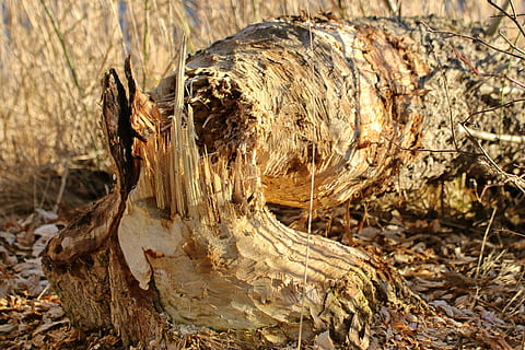 bäver äter, träd, tycka om, eroderade, landa, dag, natur, fokusera på förgrunden, växt, närbild, inget folk, fält, trämaterial, utomhus, trädstam, trunk, texturerad, solljus, död växt, skog, torr, brun, lugn, bark, 4K, CC0, offentligt domän, royaltyfria