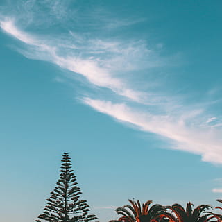 trees, white, clouds, blue, sky, daytime, cloud, tree, plam tree, cloud - sky, no people, low angle view, nature, plant, palm tree, built structure, growth, architecture, beauty in nature, tropical climate, day, copy space, building exterior, outdoors, high section, scenics - nature, palm leaf, 2K, CC0, public domain, royalty free