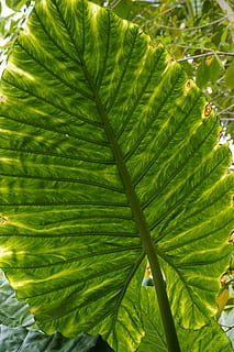 structura frunzei, frunze, frunze mari, vene de frunze, natură, verde, plantă, frunză verde, structura, textură, model, nuanțe de verde, frunza de palmier, tropical, exotic, tropice, parte a plantelor, Culoarea verde, creştere, frumusețe în natură, a închide, zi, nici o persoana, modelul natural, vena frunzelor, lumina soarelui, în aer liber, prospeţime, fundaluri, copac, să se concentreze asupra primelor elemente, botanică, 5K, CC0, domeniu public, fără drepturi de autor