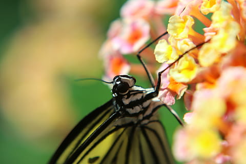 fluture, insectă, macro, compus, natură, fluture - insectă, animal aripă, animal, frumusețe în natură, floare, a închide, galben, multi colorate, animale tematice, planta cu flori, animale sălbatice, nevertebrat, plantă, animale în sălbăticie, un animal, fragilitate, vulnerabilitate, prospeţime, să se concentreze asupra primelor elemente, nici o persoana, petală, polenizare, cap de floare, în aer liber, Lantana, 5K, CC0, domeniu public, fără drepturi de autor