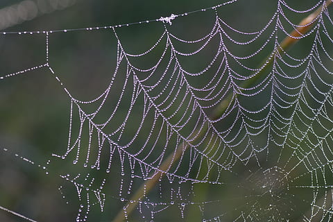 teranyina, aranya, trampa, patró, error, vida salvatge, naturalesa, insecte, fragilitat, centrar-se en primer pla, vulnerabilitat, tirar, primer pla, cap gent, patró natural, humit, aigua, bellesa a la natura, dia, complexitat, a l'aire lliure, web, pluja, rosada, gota de pluja, 5K, CC0, domini públic, lliure de regalies